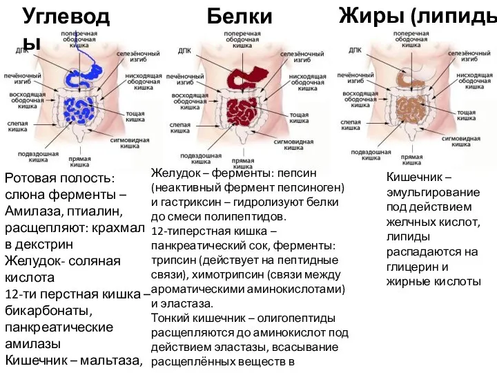 Углеводы Ротовая полость: слюна ферменты – Амилаза, птиалин, расщепляют: крахмал в декстрин