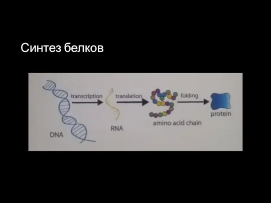 Синтез белков