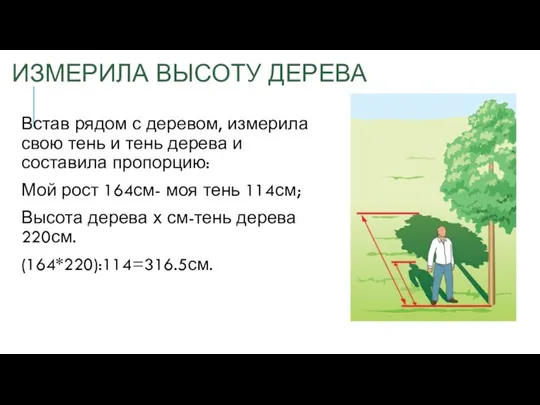 ИЗМЕРИЛА ВЫСОТУ ДЕРЕВА Встав рядом с деревом, измерила свою тень и тень