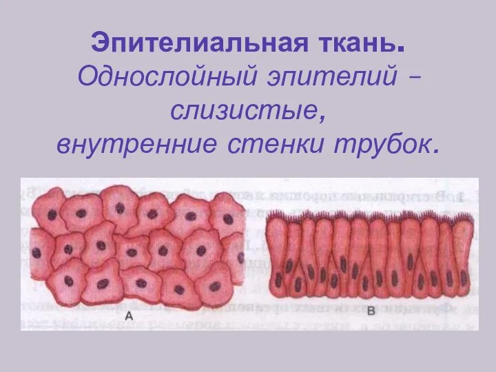 Эпителиальная ткань. Однослойный эпителий – слизистые, внутренние стенки трубок.