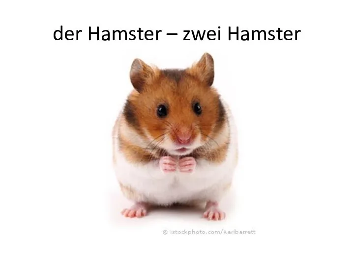 der Hamster – zwei Hamster