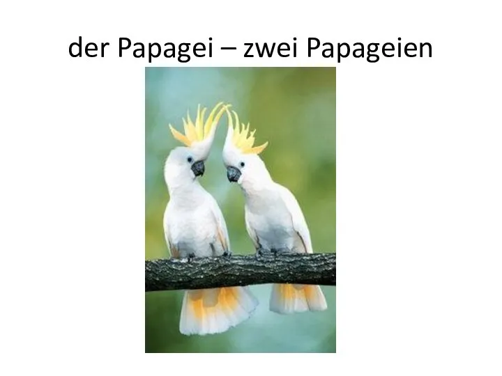 der Papagei – zwei Papageien