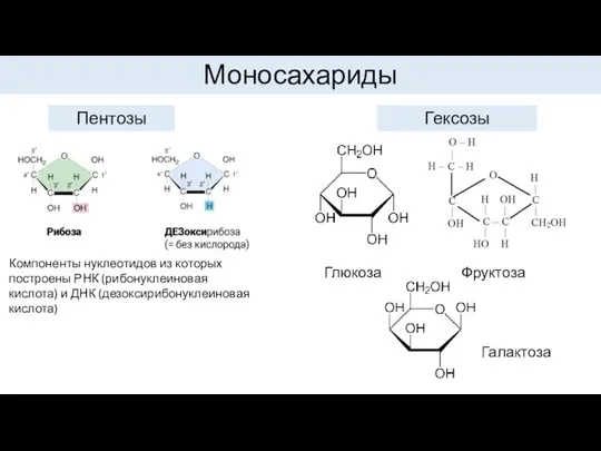 Моносахариды Пентозы Компоненты нуклеотидов из которых построены РНК (рибонуклеиновая кислота) и ДНК