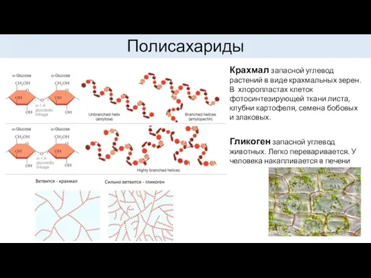 Полисахариды Крахмал запасной углевод растений в виде крахмальных зерен. В хлоропластах клеток