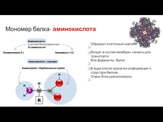 Мономер белка- аминокислота Образуют клеточный скелет Входят в состав мембран- каналы для