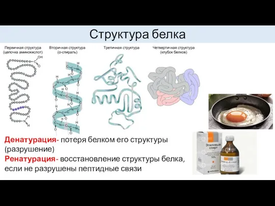 Структура белка Денатурация- потеря белком его структуры (разрушение) Ренатурация- восстановление структуры белка,