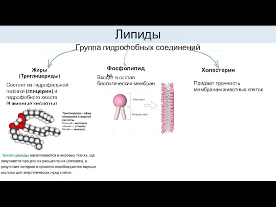 Группа гидрофобных соединений Липиды Жиры (Триглицериды) Состоят из гидрофильной головки (глицерин) и