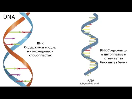 ДНК Содержится в ядре, митохондриях и хлоропластах РНК Содержится в цитоплазме и отвечает за биосинтез белка