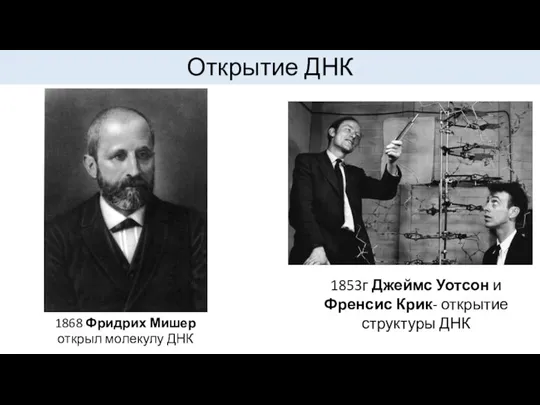 Открытие ДНК Открытие ДНК 1853г Джеймс Уотсон и Френсис Крик- открытие структуры