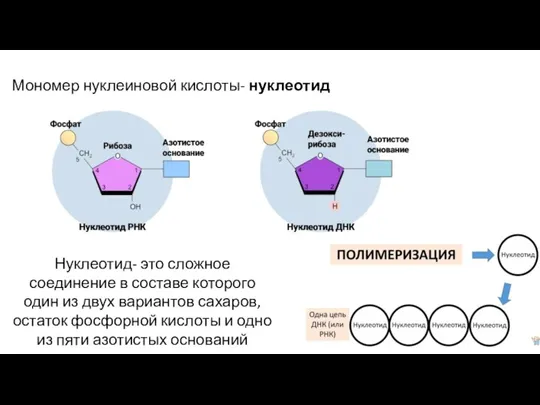 Мономер нуклеиновой кислоты- нуклеотид Нуклеотид- это сложное соединение в составе которого один