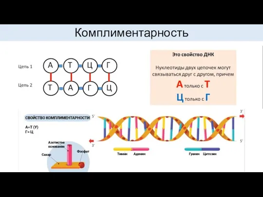 Комплиментарность