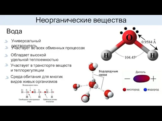 Неорганические вещества Вода Универсальный растворитель Участвует во всех обменных процессах Обладает высокой