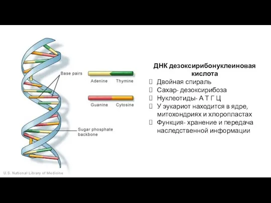 ДНК дезоксирибонуклеиновая кислота Двойная спираль Сахар- дезоксирибоза Нуклеотиды- А Т Г Ц