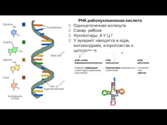 РНК рибонуклеиновая кислота Одноцепочечная молекула Сахар- рибоза Нуклеотиды- А У Ц Г