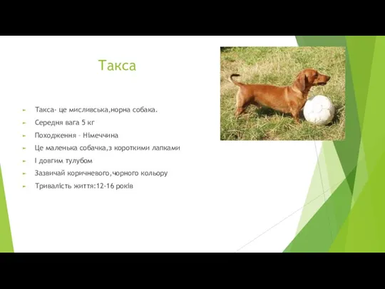 Такса Такса- це мисливська,норна собака. Середня вага 5 кг Походження – Німеччина
