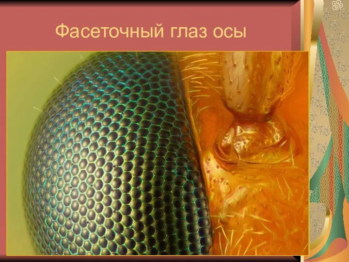Фасеточный глаз осы