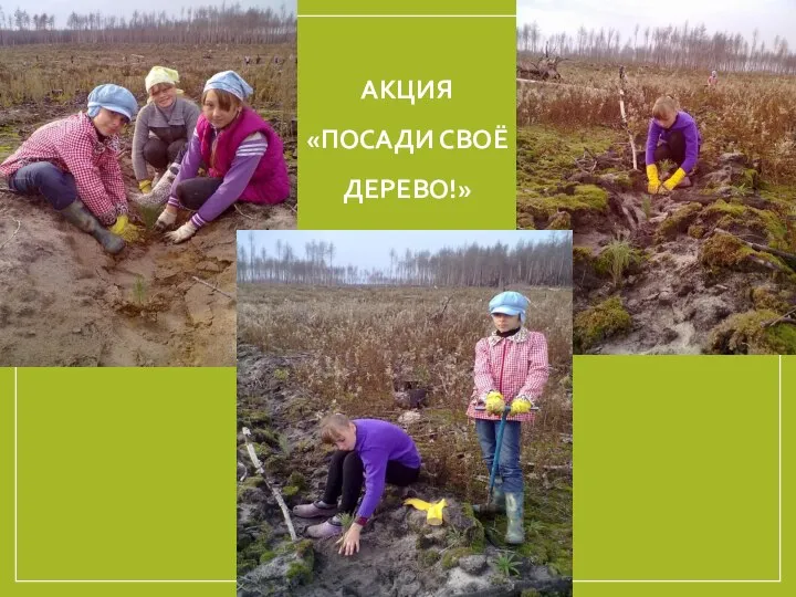 АКЦИЯ «ПОСАДИ СВОЁ ДЕРЕВО!»