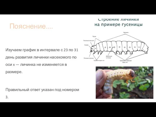 Пояснение.... Изучаем график в интервале с 23 по 31 день развития личинки