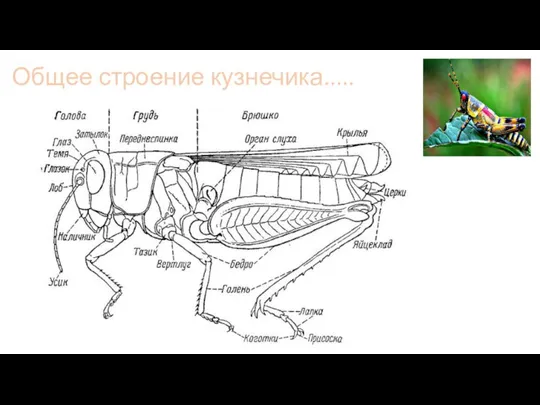 Общее строение кузнечика.....