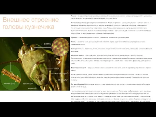 Внешнее строение головы кузнечика Голова — передний отдел тела насекомых, состоящий из