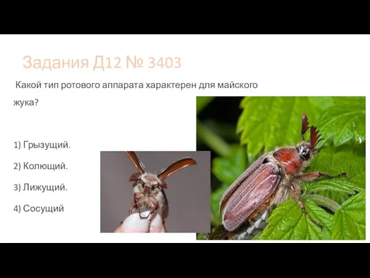 Задания Д12 № 3403 Какой тип ротового аппарата характерен для майского жука?