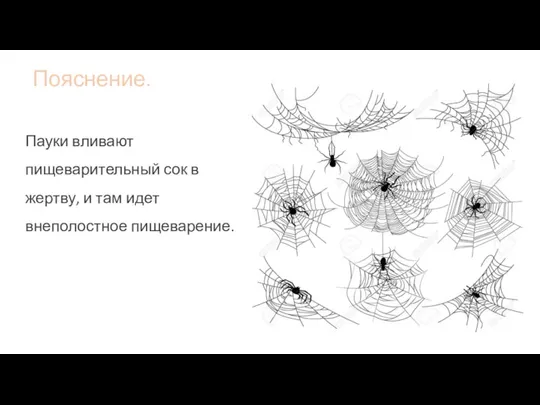 Пояснение. Пауки вливают пищеварительный сок в жертву, и там идет внеполостное пищеварение.