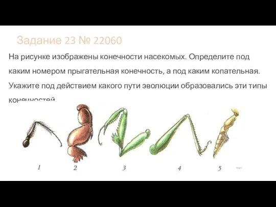 Задание 23 № 22060 На рисунке изображены конечности насекомых. Определите под каким