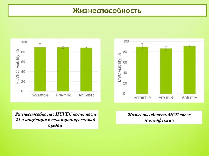 Жизнеспособность 5 Жизнеспособность МСК после нуклеофекции Жизнеспособность HUVEC после после 24 ч инкубации с кондиционированной средой