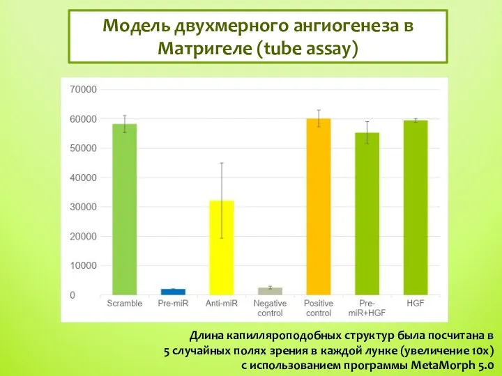 Модель двухмерного ангиогенеза в Матригеле (tube assay) Длина капилляроподобных структур была посчитана