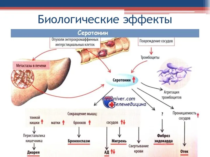 Биологические эффекты