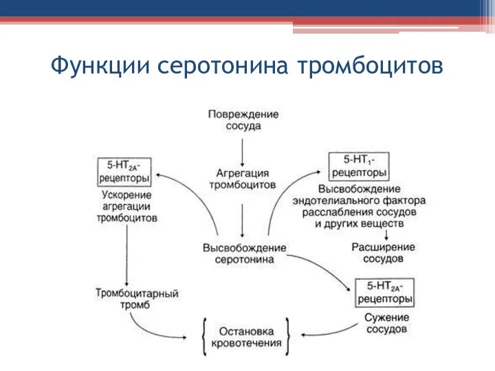 Функции серотонина тромбоцитов