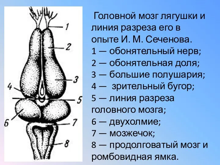 Головной мозг лягушки и линия разреза его в опыте И. М. Сеченова.