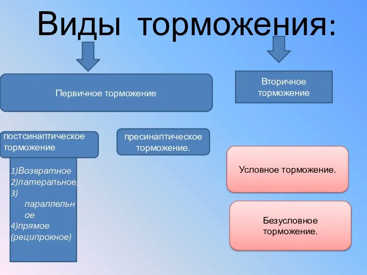 Виды торможения: пресинаптическое торможение. постсинаптическое торможение Первичное торможение Вторичное торможение 1)Возвратное 2)латеральное,