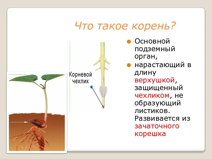 Что такое корень? Основной подземный орган, нарастающий в длину верхушкой, защищенный чехликом,