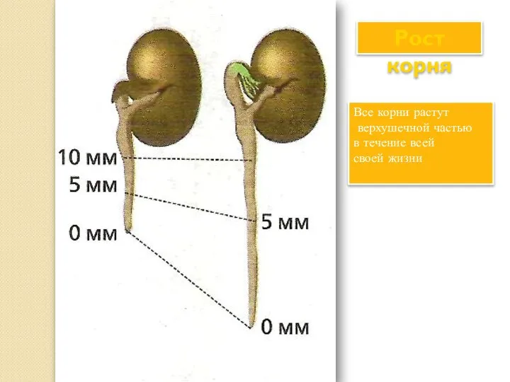 Рост корня Все корни растут верхушечной частью в течение всей своей жизни