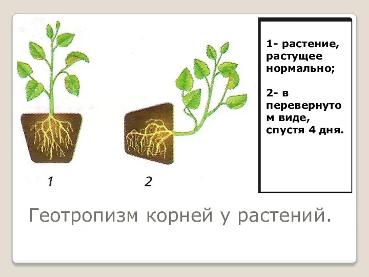 Геотропизм корней у растений. 1- растение, растущее нормально; 2- в перевернутом виде, спустя 4 дня.