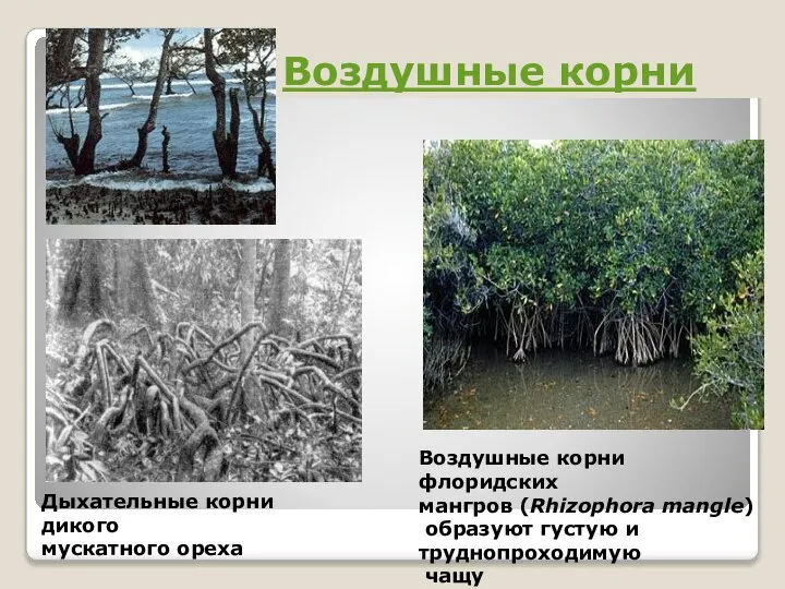 Воздушные корни Дыхательные корни дикого мускатного ореха Воздушные корни флоридских мангров (Rhizophora