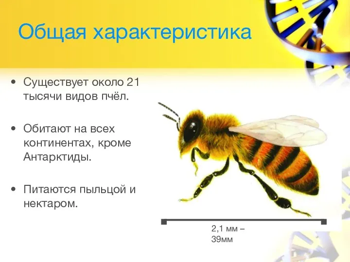 Общая характеристика Существует около 21 тысячи видов пчёл. Обитают на всех континентах,