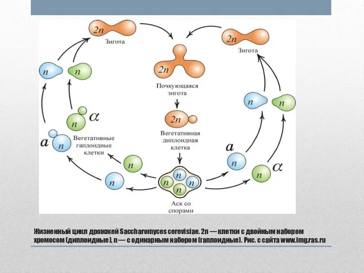 Жизненный цикл дрожжей Saccharomyces cerevisiae. 2n — клетки с двойным набором хромосом