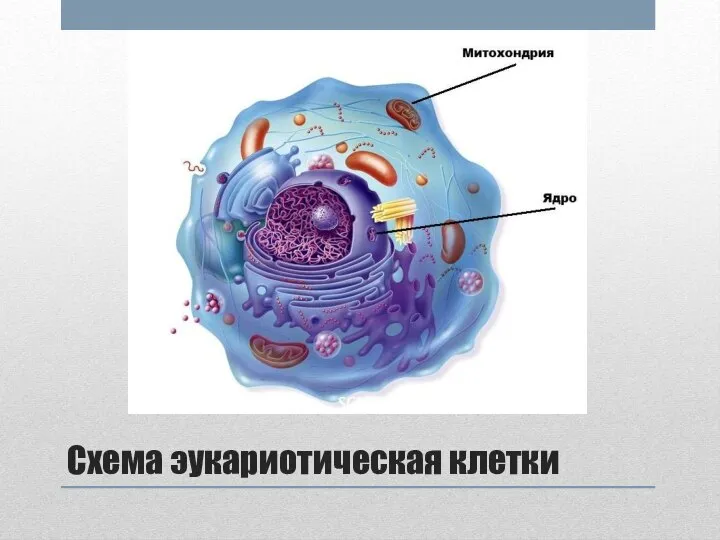 Схема эукариотическая клетки