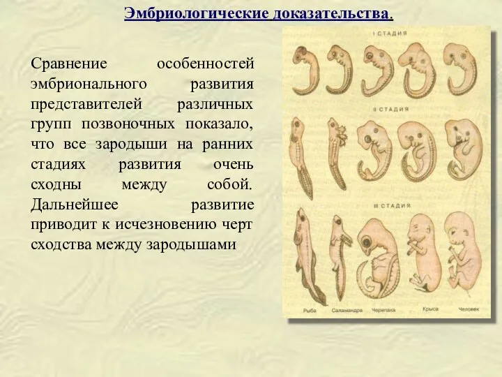 Сравнение особенностей эмбрионального развития представителей различных групп позвоночных показало, что все зародыши