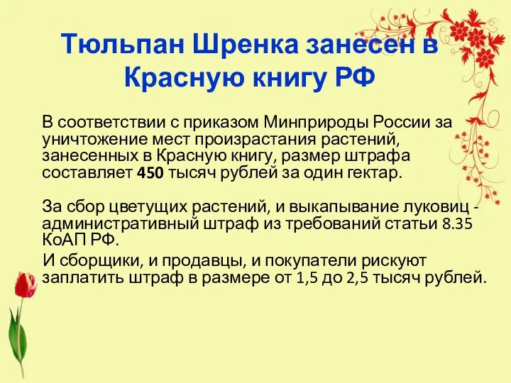 Тюльпан Шренка занесен в Красную книгу РФ В соответствии с приказом Минприроды