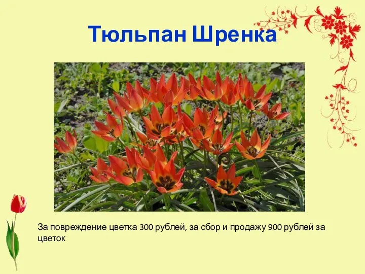 Тюльпан Шренка За повреждение цветка 300 рублей, за сбор и продажу 900 рублей за цветок