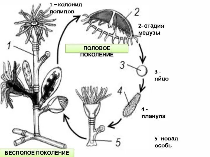 1 – колония полипов 2- стадия медузы 3 - яйцо 4 -