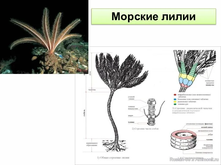 Морские лилии