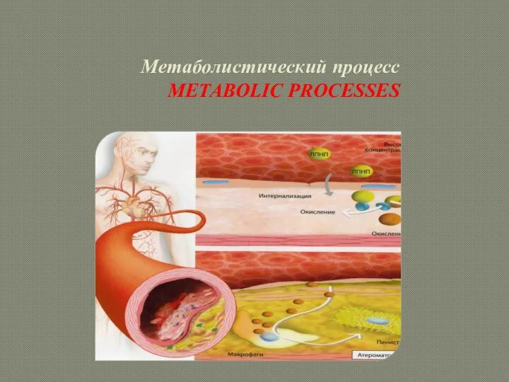 Метаболистический процесс METABOLIC PROCESSES