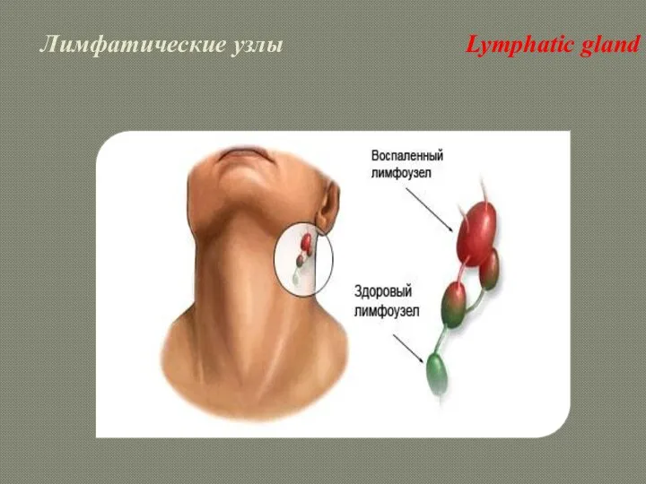 Лимфатические узлы Lymphatic gland