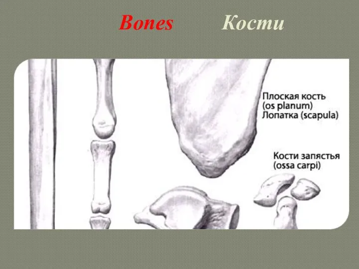 Bones Кости