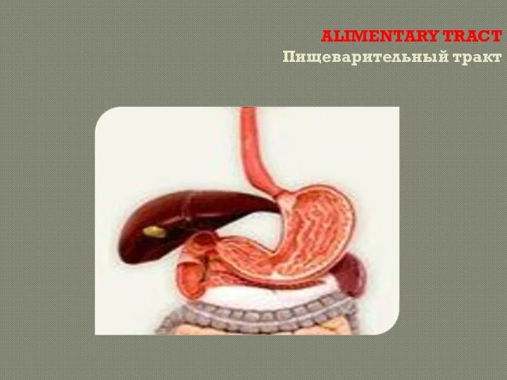 ALIMENTARY TRACT Пищеварительный тракт