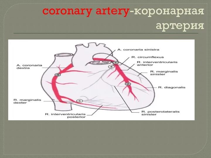 coronary artery-коронарная артерия